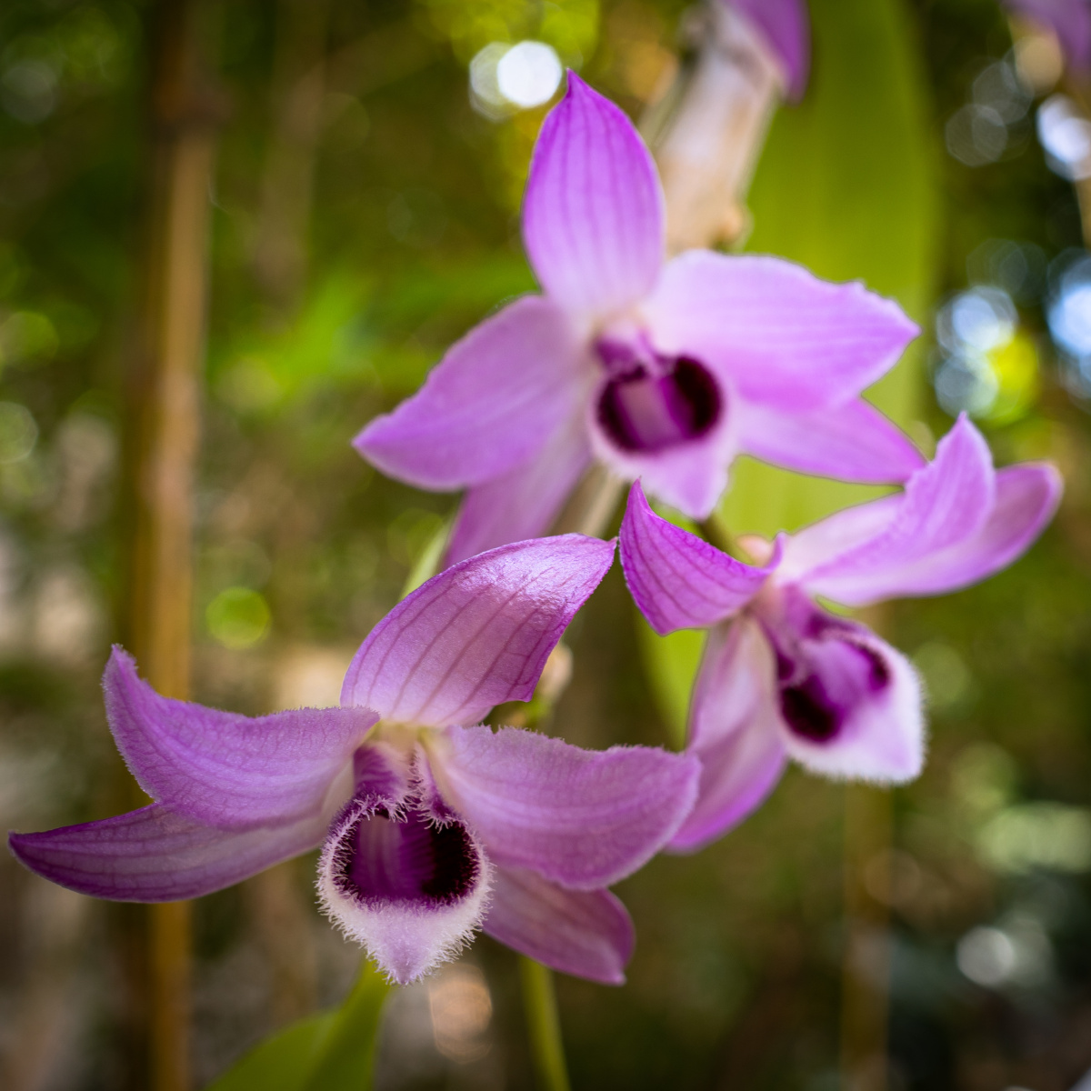 石斛花-麝香 - oec157321945376885 - 图虫