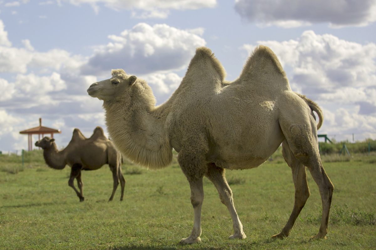 草原精灵–双峰骆驼