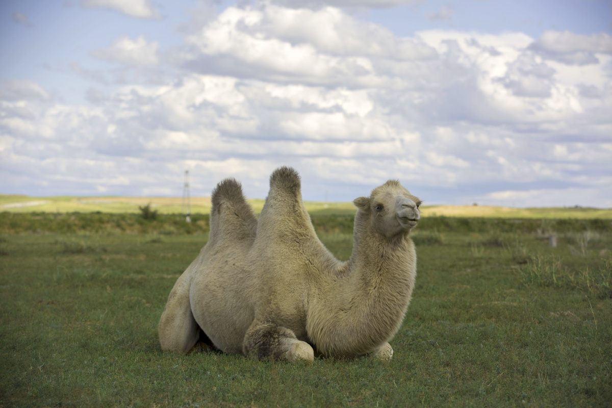 草原精灵–双峰骆驼