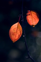DSC_0088 (1)