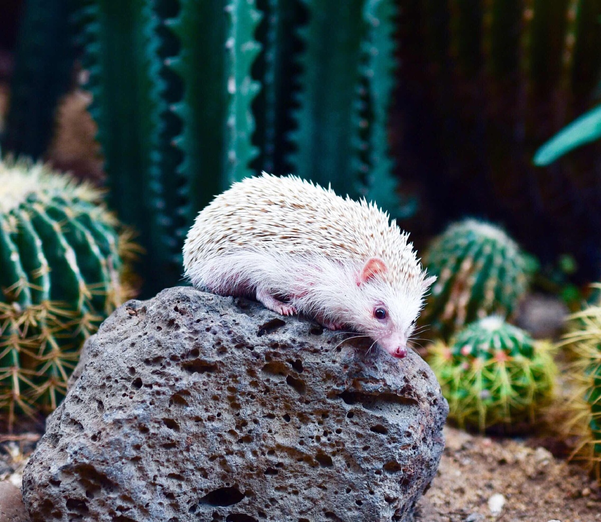 非洲迷你刺猬--朱古力和布丁 - 孩子·宠物 - 蟹小爪爪 - 图虫摄影网