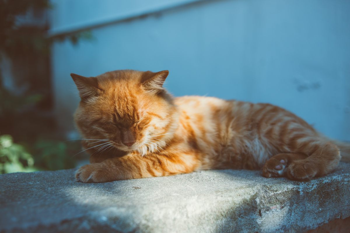 王之蔑视 - 动物 - 哥特式寂寞骷髅男