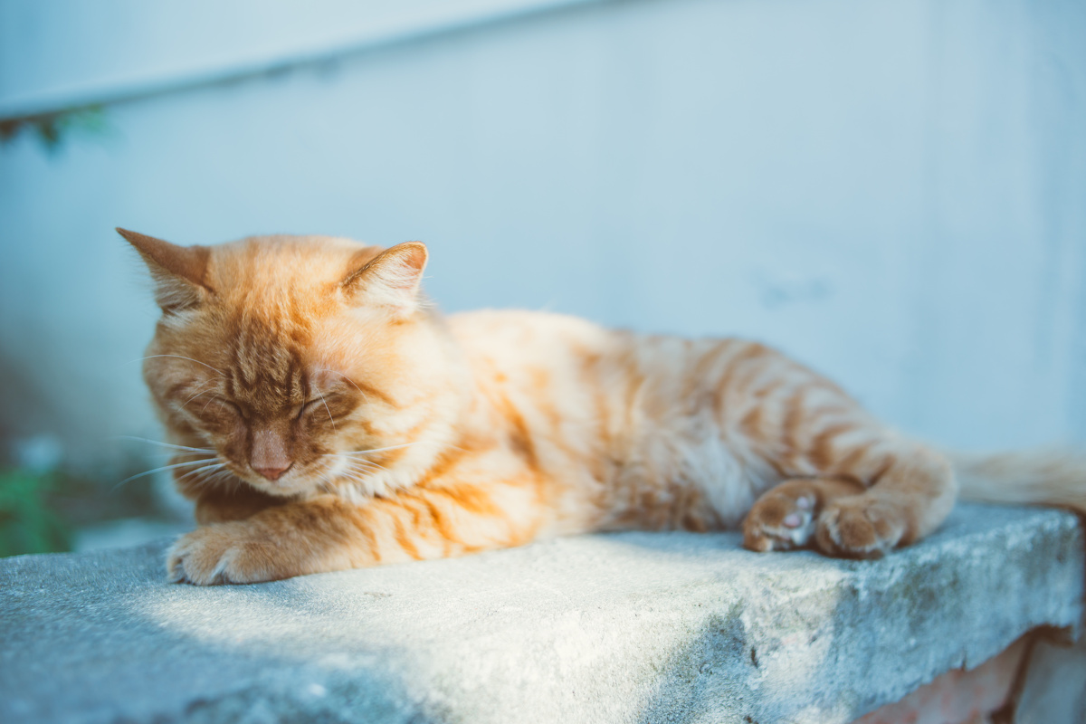 王之蔑视 - 动物 - 哥特式寂寞骷髅男