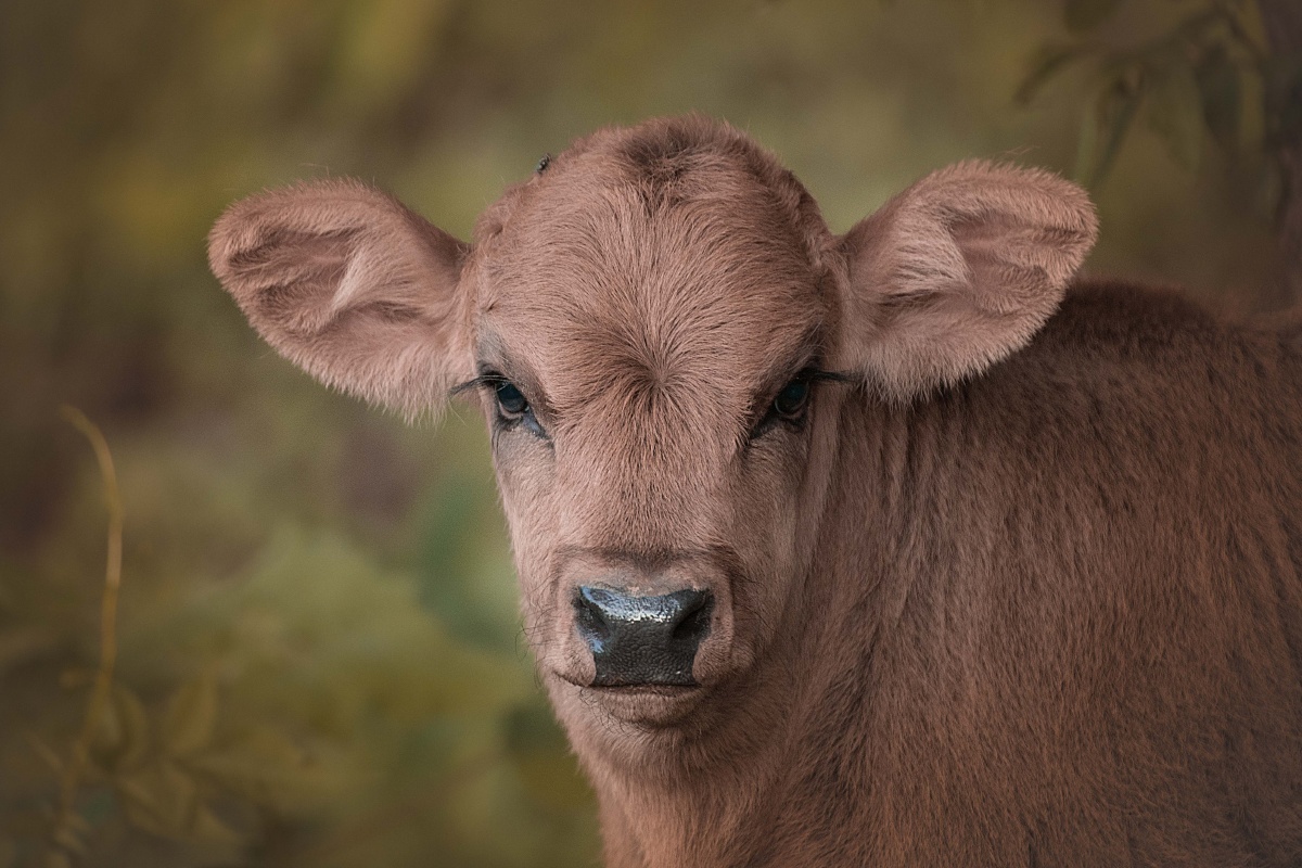 小牛肖像照萌宠睡姿大挑战拍宠物爱好者宠物摄影圈子动物牲畜牛您的