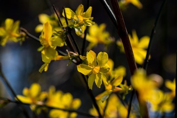 迎春花