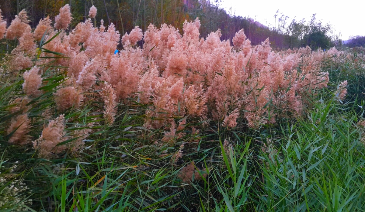 北风搜搜芦苇瑟瑟