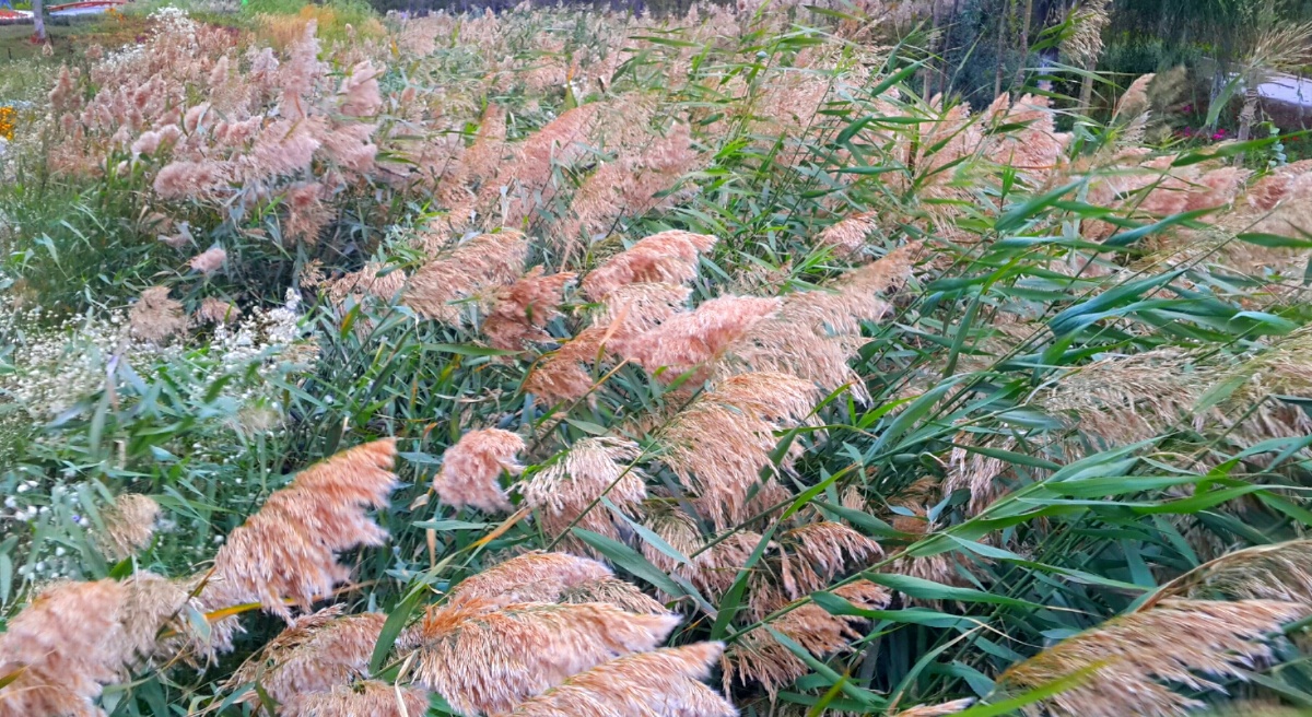 北风搜搜芦苇瑟瑟