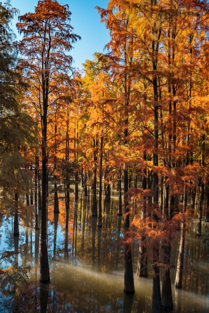 杭州临安61青山湖水上森林