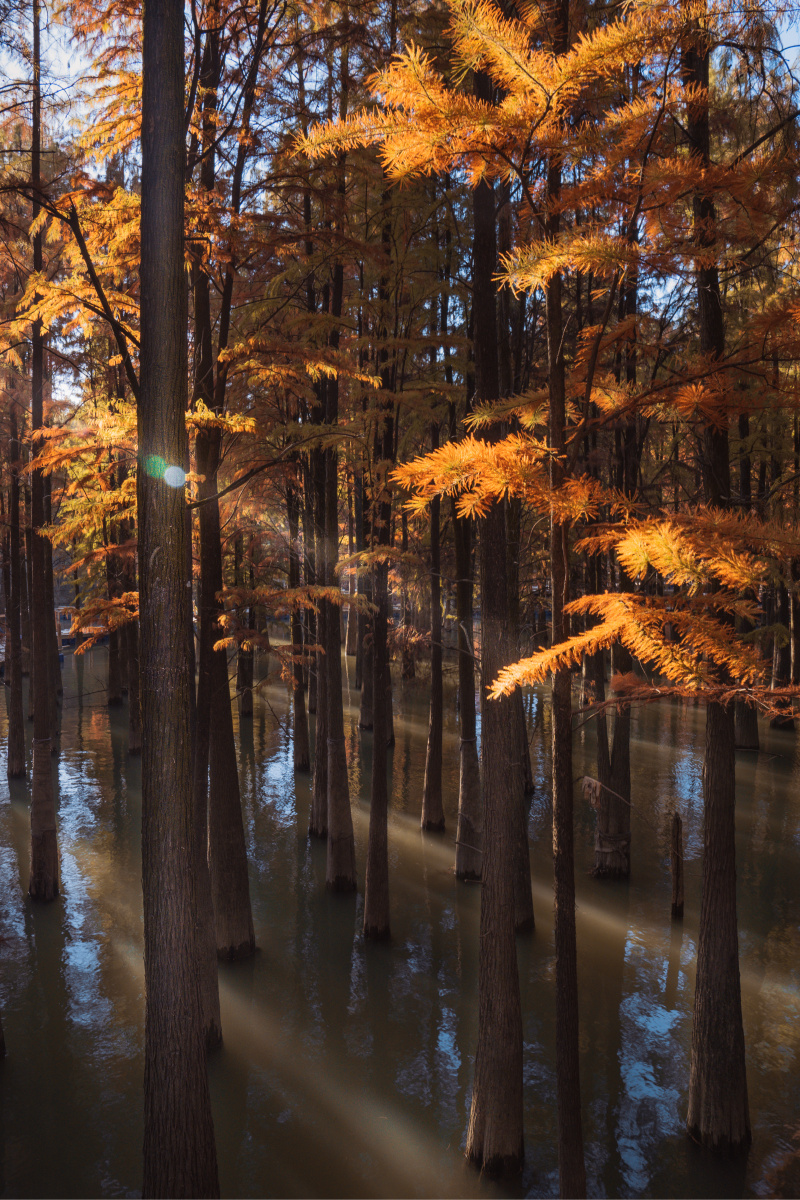 杭州临安61青山湖水上森林
