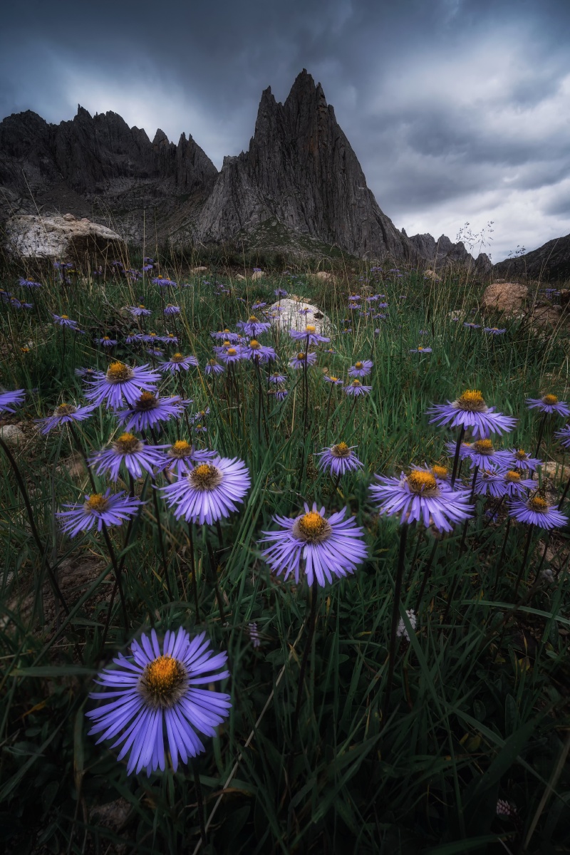 野花盛开的季节