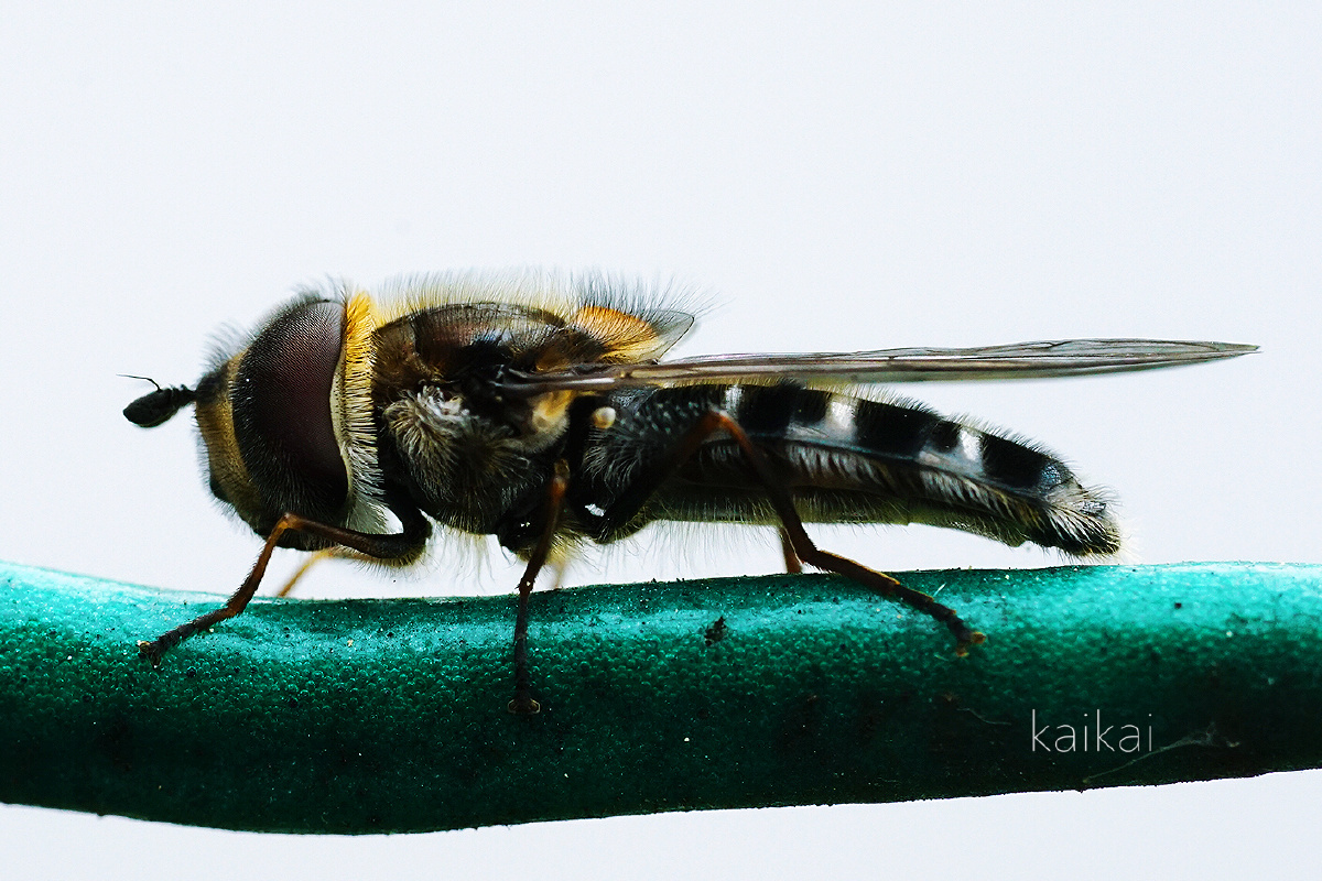 电线上的食蚜蝇