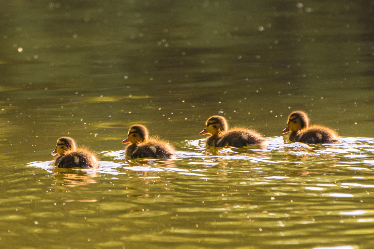北陵公园的小鸭子们
