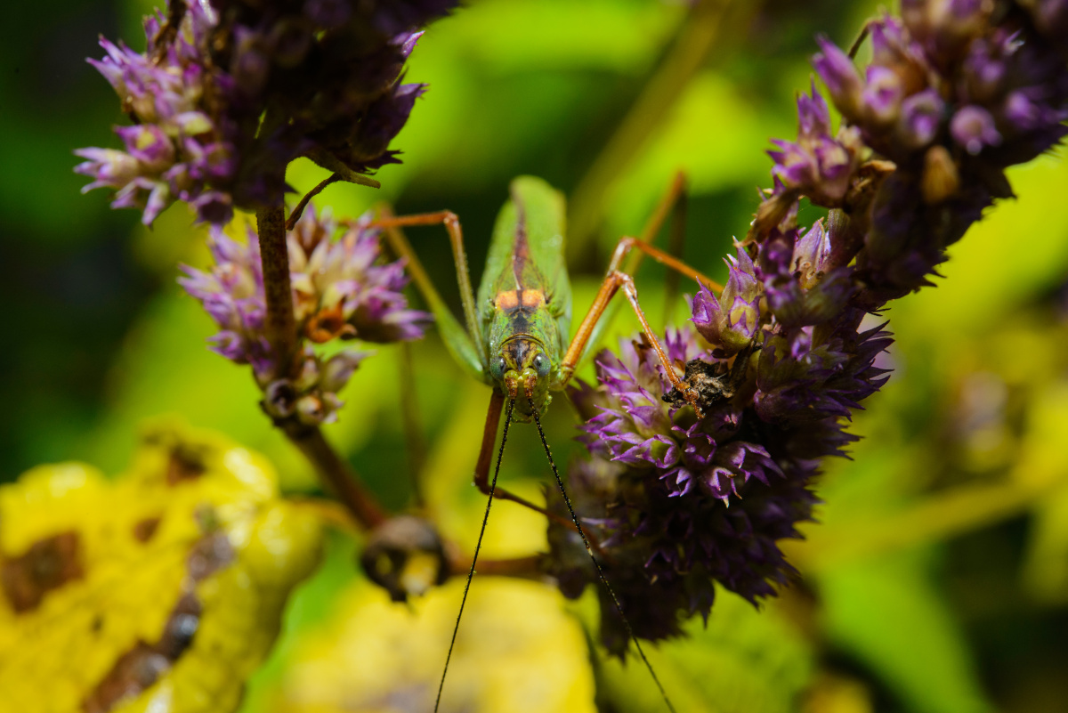 晨露中的杆蟋螽 - 竞自由 - 图虫