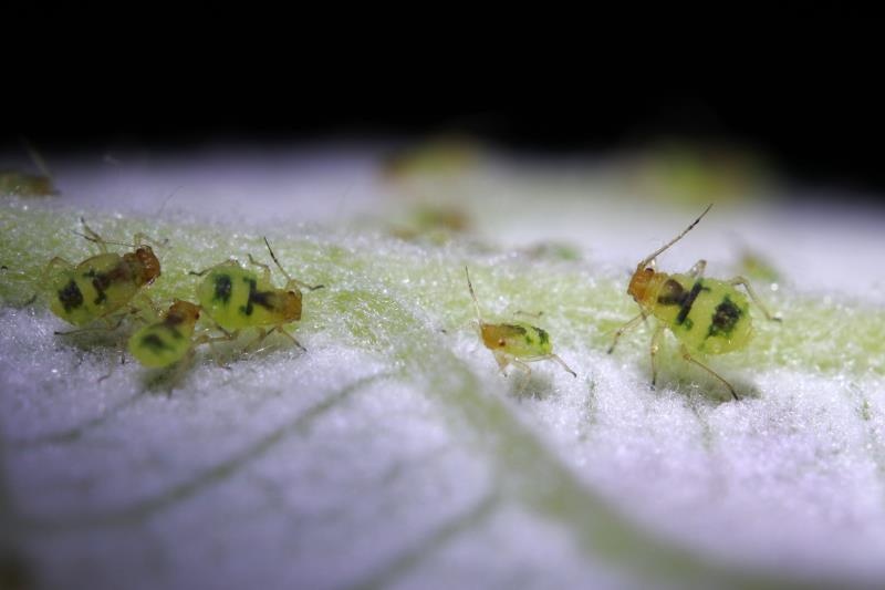 一片叶子起了蜜虫!
