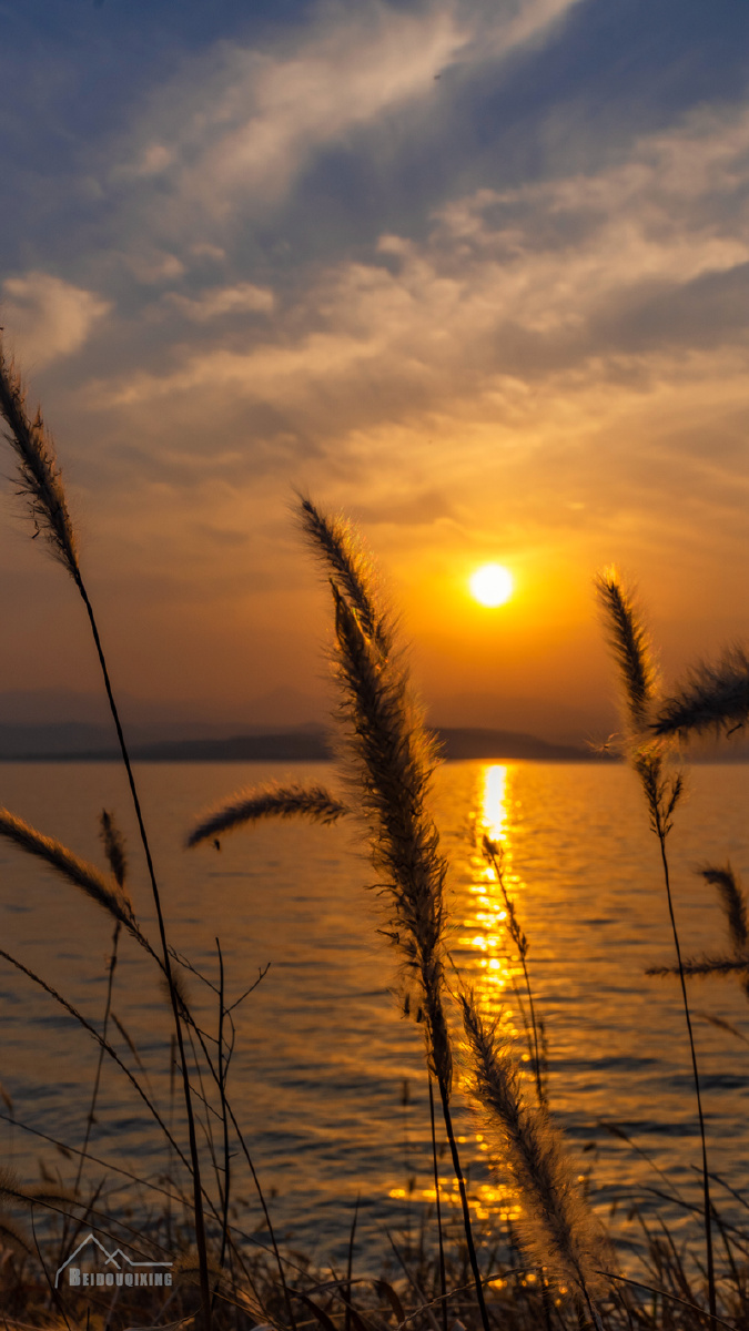 傍晚的狗尾巴草