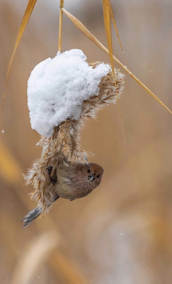 在寒冷的冬季来临之际,一只小小的棕头鸭雀所具有顽强生命力深深的