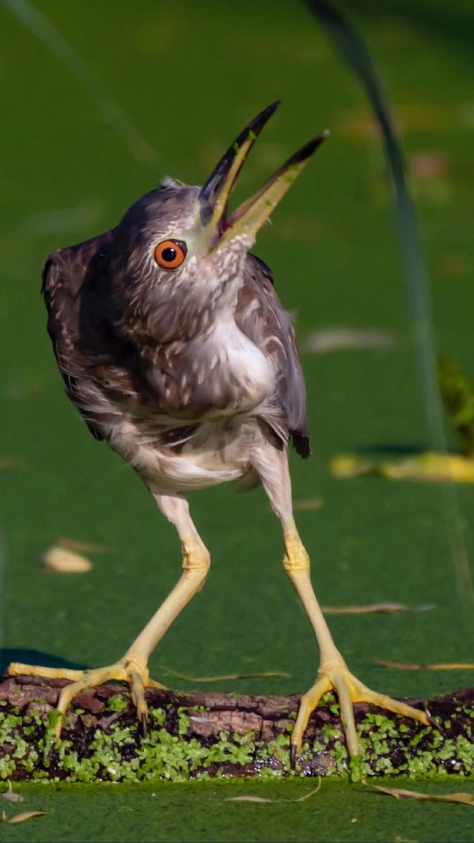 夜鹭属于中型体态的涉禽别名夜鸦原因是这些鸟一般在夜间活动主要取食