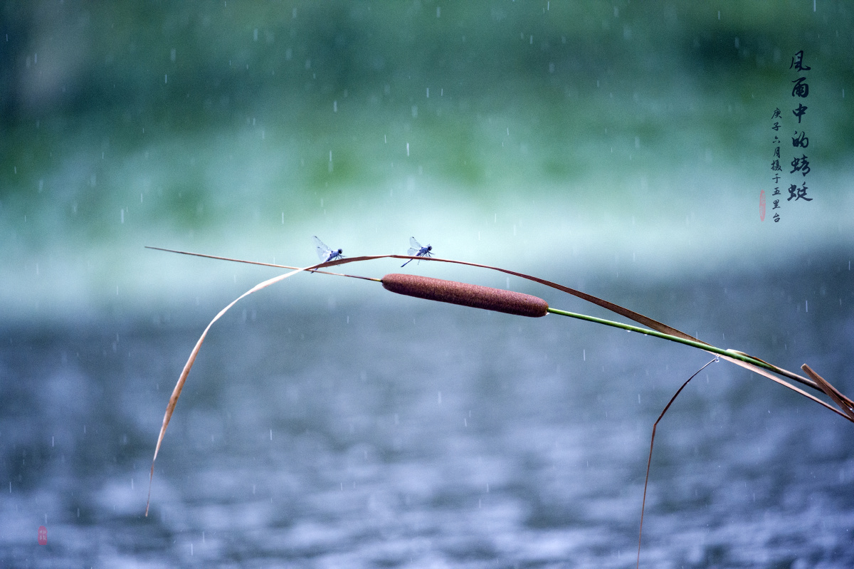 雨中蜻蜓