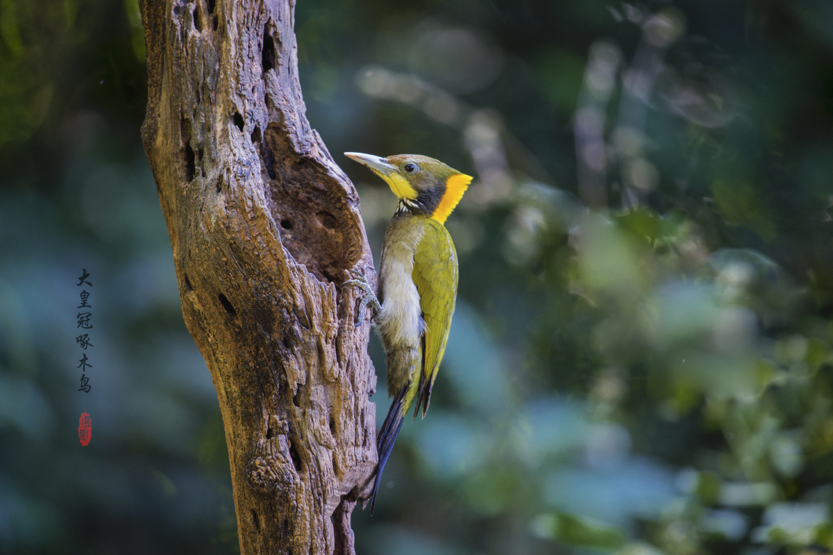 大小皇冠啄木鸟