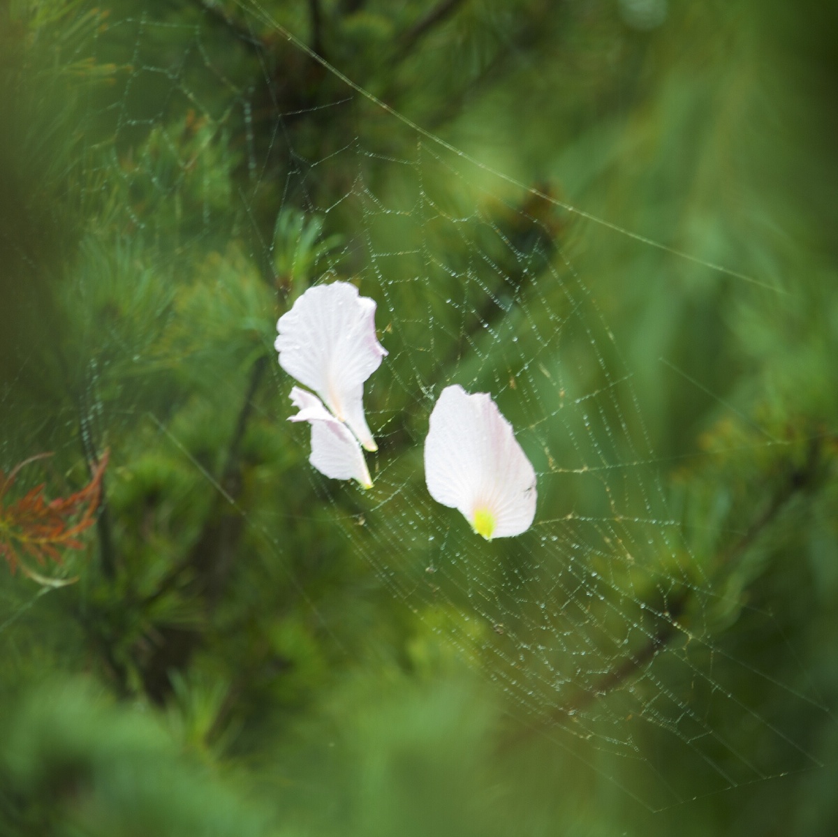 细枝末节的秋雨 - 风光, 旅行 - 摄影BF - 图虫摄
