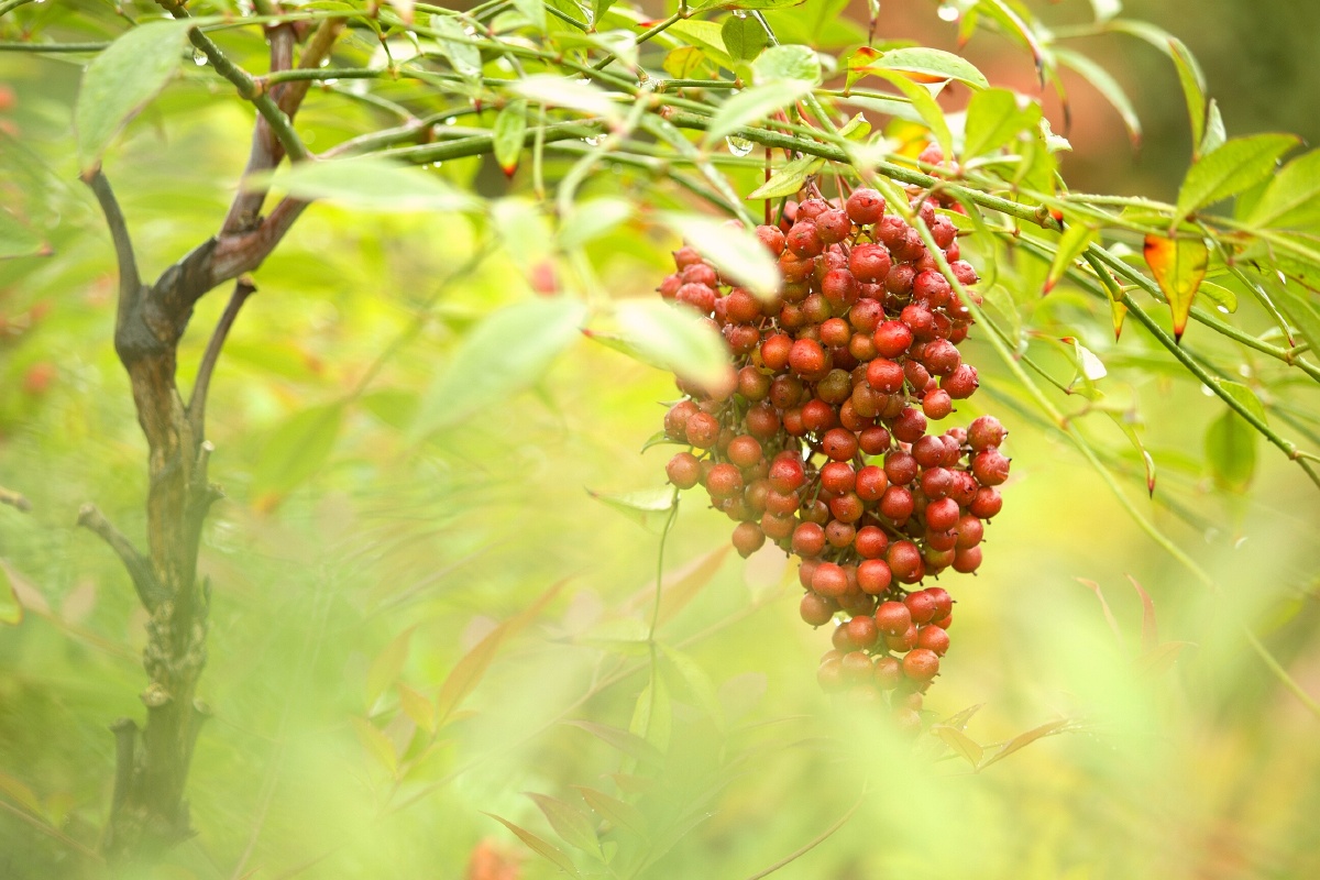 细枝末节的秋雨 - 风光, 旅行 - 摄影BF - 图虫摄
