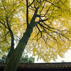 DSC_0387-编辑