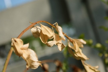 DSC_0253_00050