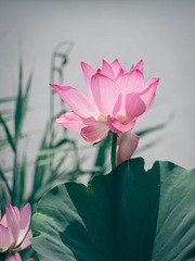 1000027286