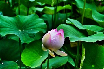 DSC05477-01