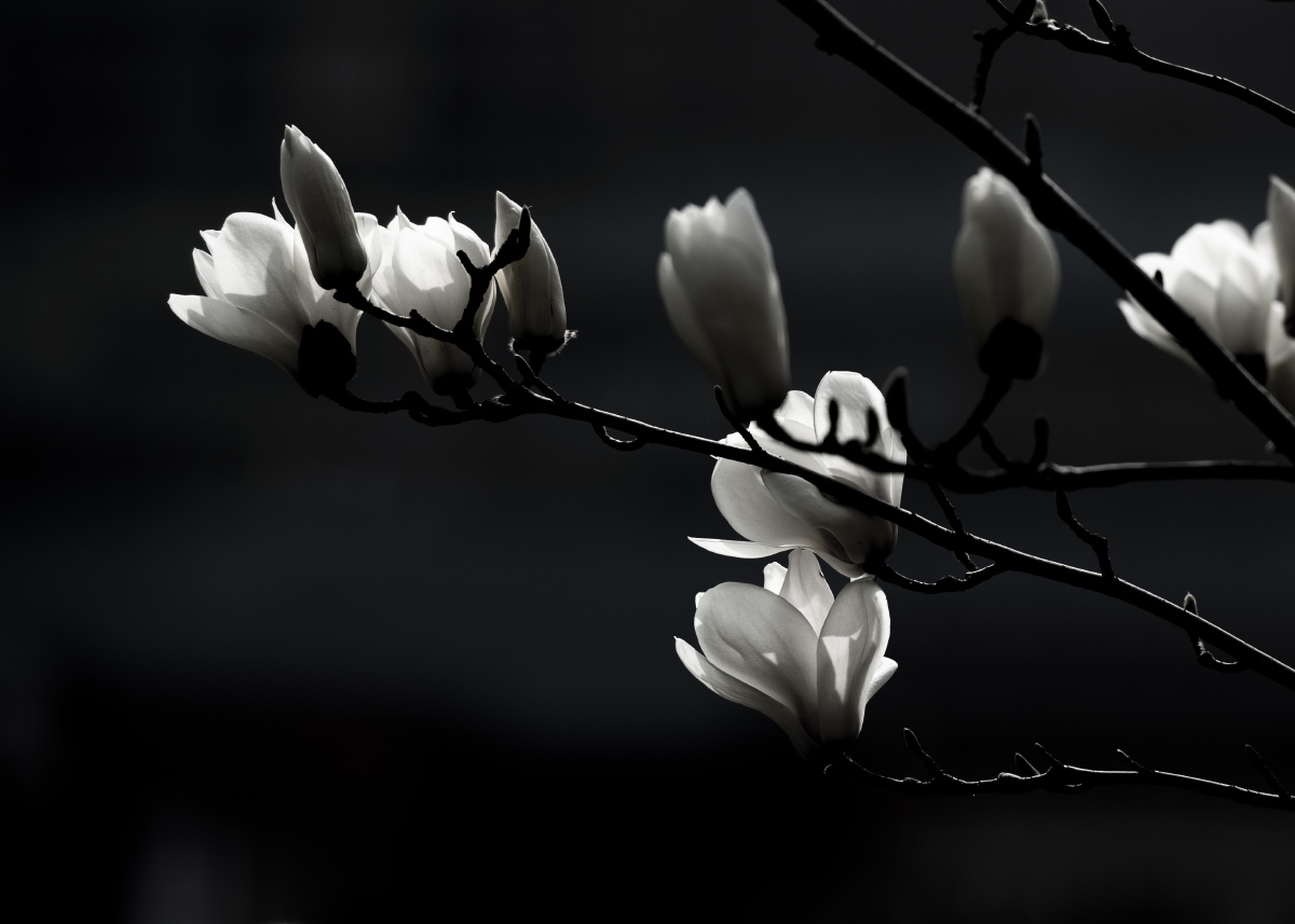 黑白玉兰
