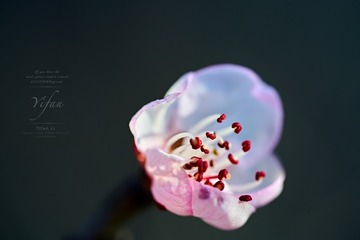 _DSC9963_20170331_箭扣 拷贝