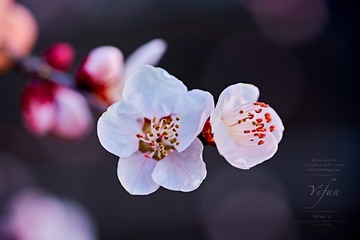 _DSC9983_20170331_箭扣 拷贝