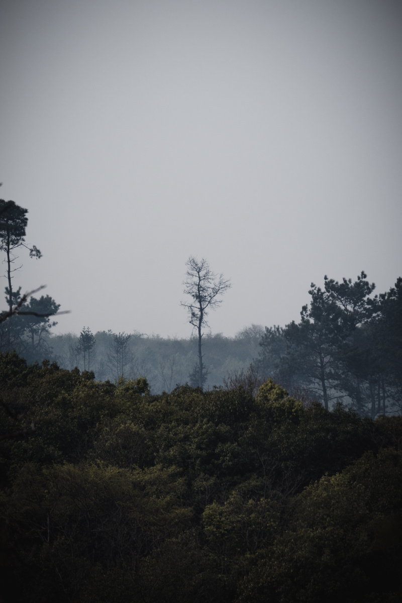 远处的树上有一棵孤单的树