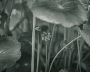 227017