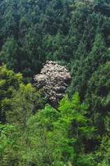 1000005529