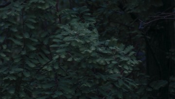 2F000044-E26C-44E2-B7D6-E973B0A6F125/L0/001