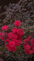 7DA68201-AD9C-4182-B5E8-2E5FEEC6E5CA/L0/001