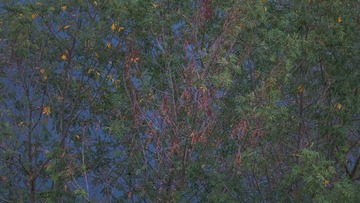 54AE3F53-CC09-4833-A93B-E8285752D8AB/L0/001