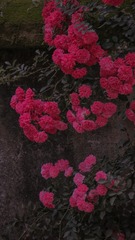 52A37B79-21BC-485B-BEAF-0CEF88078771/L0/001