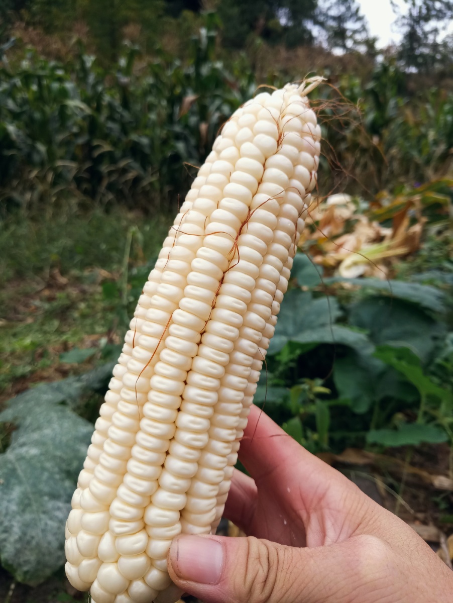 白白胖胖大玉米