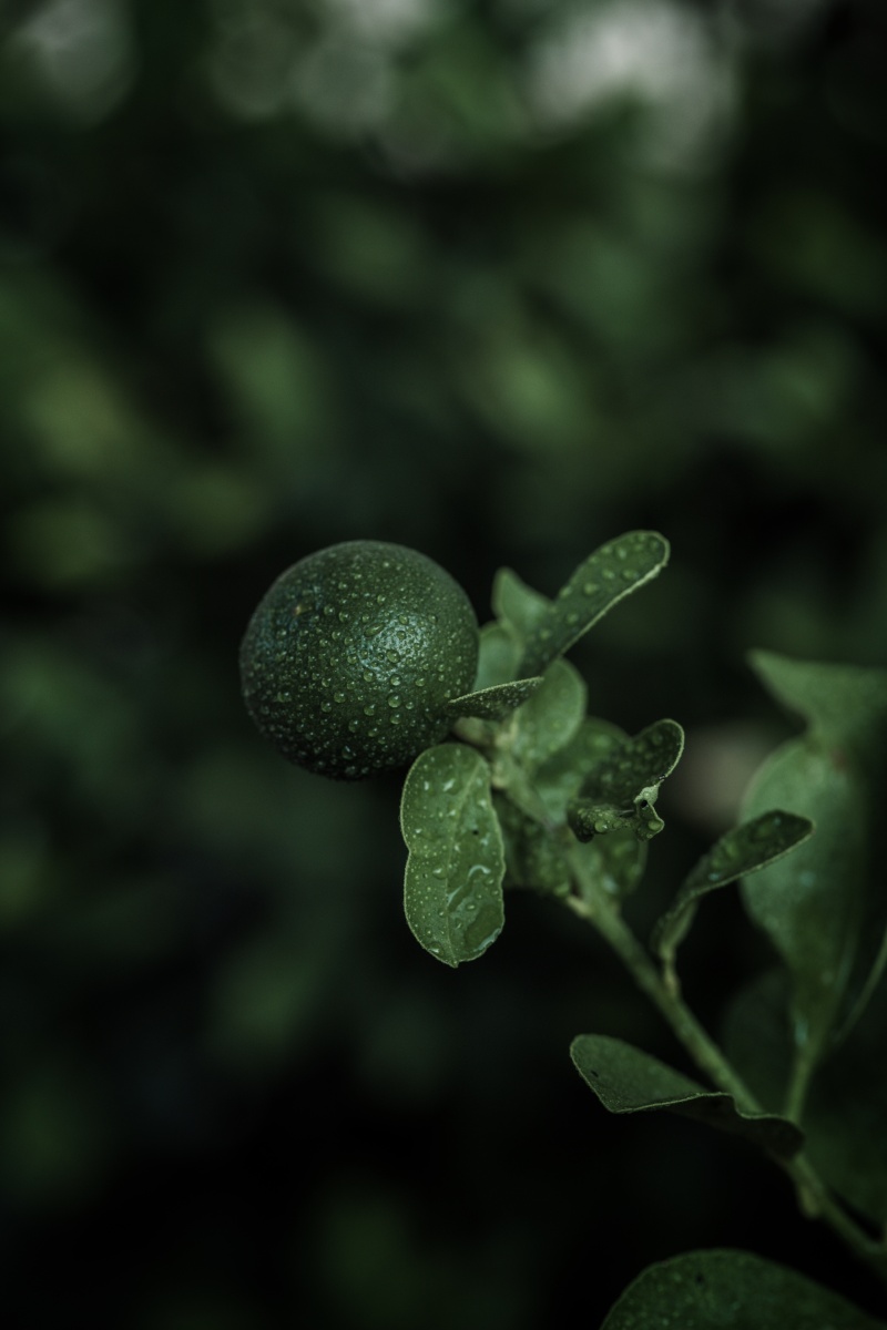雨后绿橘