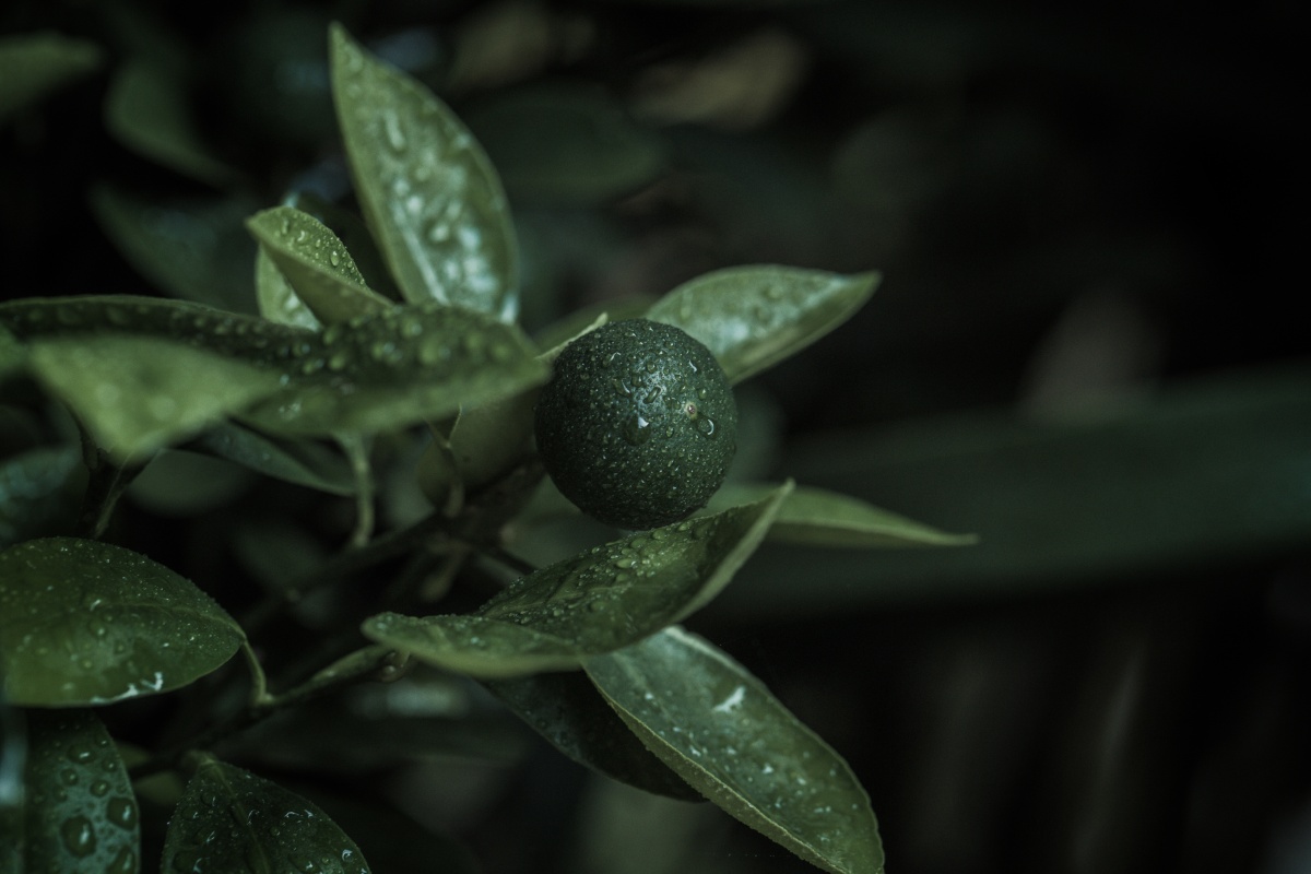 雨后绿橘