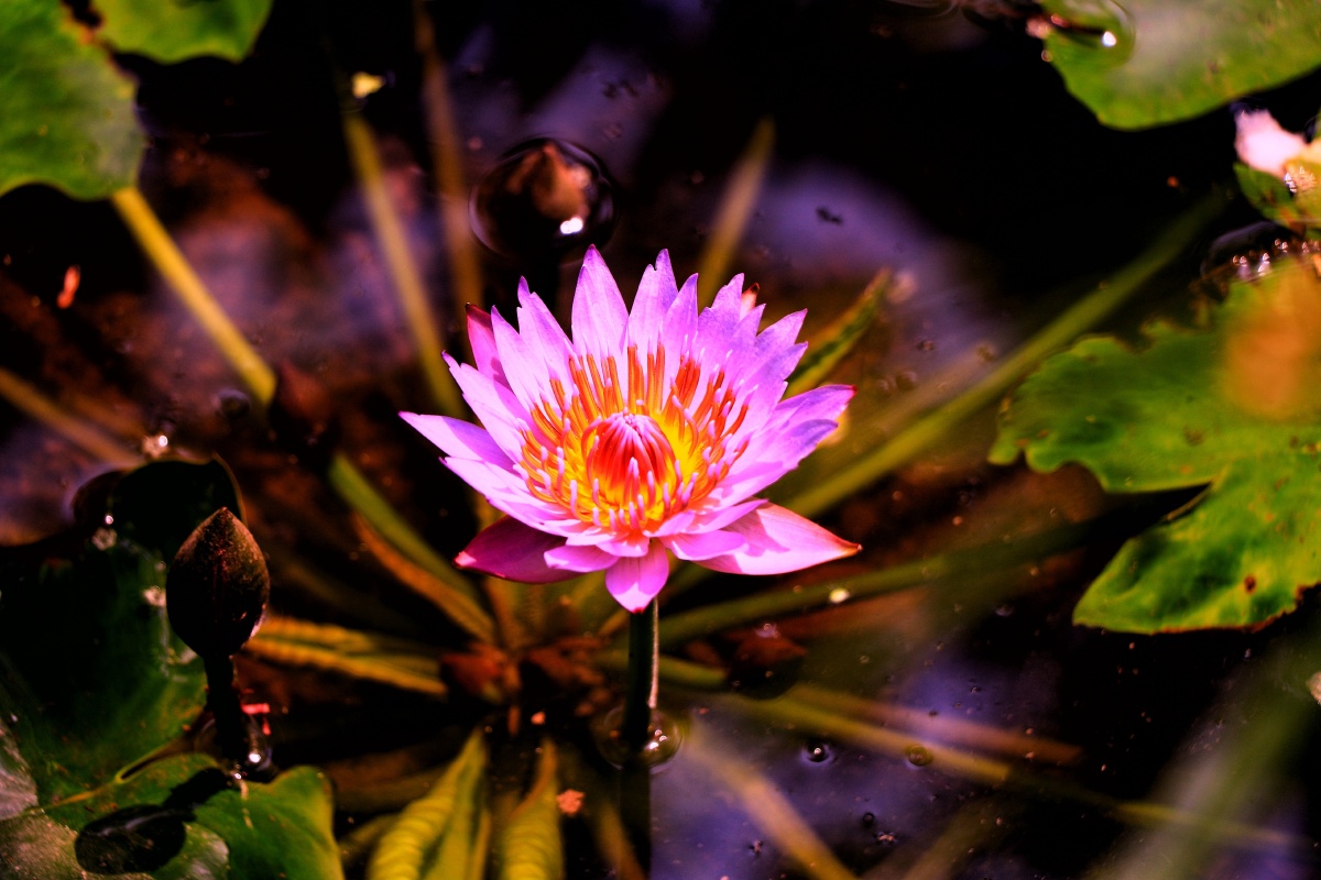 赤莲- 南宫流云 - 图虫