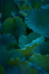 75D140CB-9193-4295-9A78-71826F7F1393/L0/001