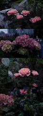 339590B5-809C-49D2-9126-9C6C205CD58B/L0/001