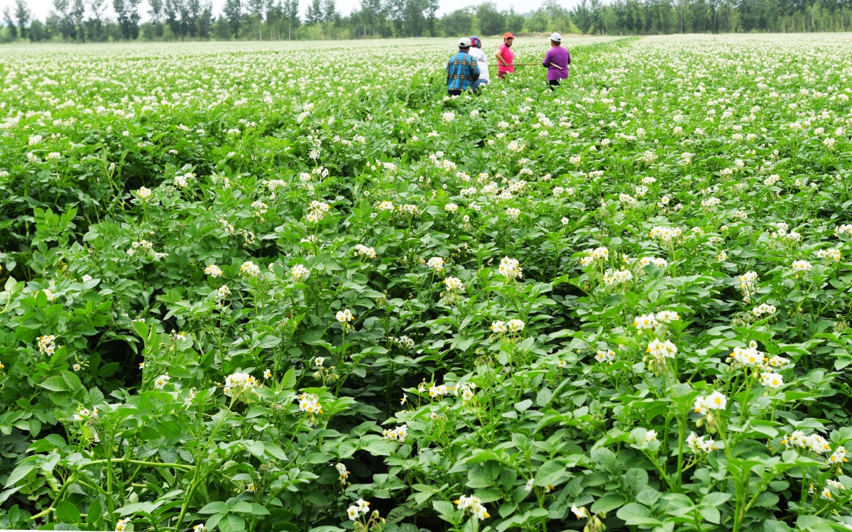 北方马铃薯种植喜获大丰收