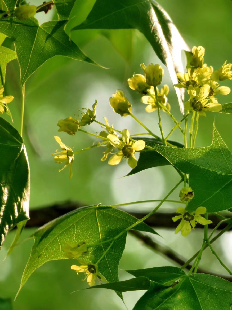 槭树小花 - 海阔天空之海 - 图虫