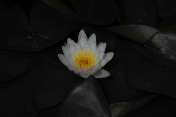 1000044984