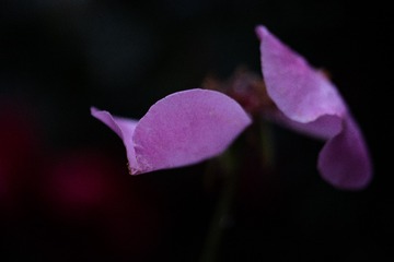 2683182