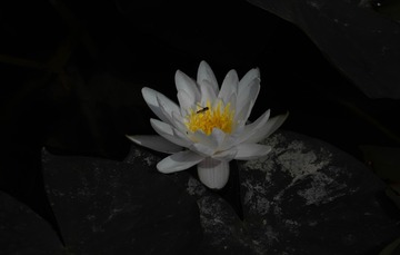 1000044982